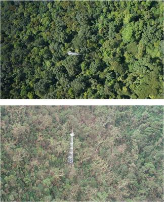 Effects of Typhoon Mangkhut on a Monsoon Evergreen Broad-Leaved Forest Community in Dinghushan Nature Reserve, Lower Subtropical China